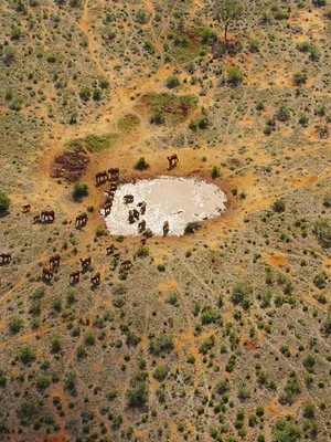 Once upon a time in Tsavo