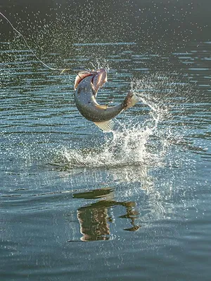 J'irai pêcher chez vous