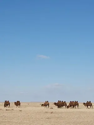 Destination Wild : Mongolie