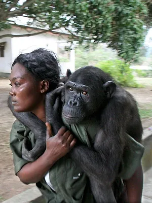 Jane Goodall et les chimpanzés de Tchimpounga