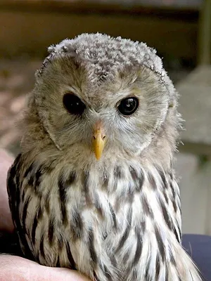 Die geheimnisvolle Sprache der Bäume - Unterwegs mit den Hütern des Waldes