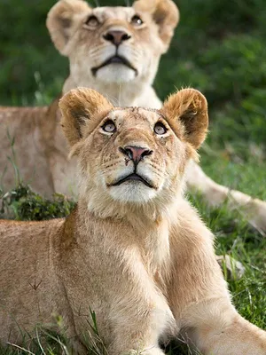 Le règne des lions du Masaï Mara
