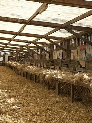 La guerre des moutons