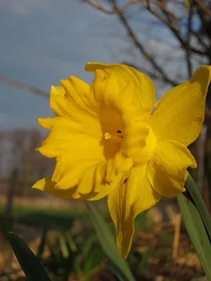 Geheimnisvoller Garten
