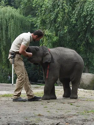 L'école des bébés animaux