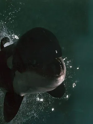 Orca