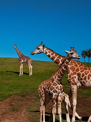 Le Zoo de San Diego