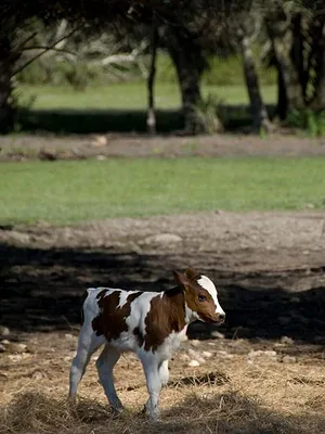 Les cowboys des marais