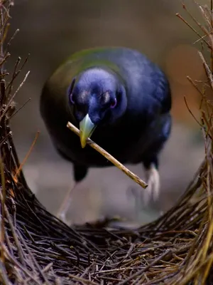 Tierische Überflieger