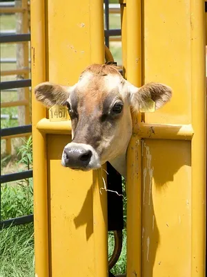 Critter Fixers : Vétos de choc