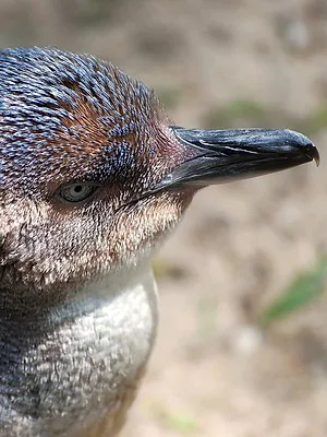 SOS faune sauvage - Australie