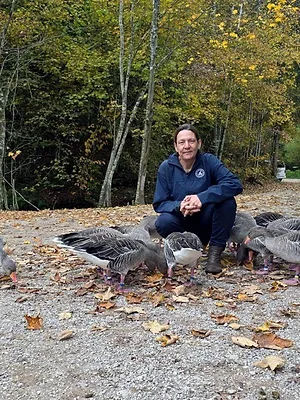 La vie cachée des oies cendrées