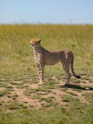 Au plus près des guépards avec Bertie Gregory
