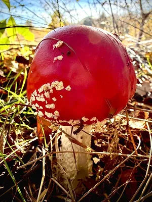 L'amanite tue-mouche : Champignon mythique ou toxique ?