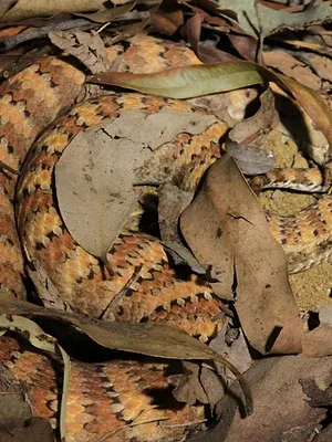 Incroyables serpents