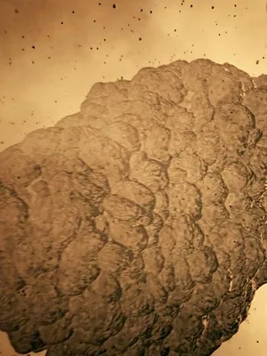 Le cosmos dans tous ses états