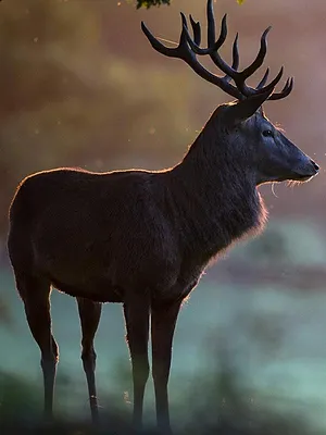 En quête des cerfs trophées