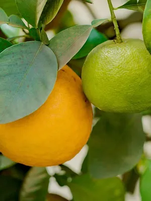 Orangen - Genuss mit Beigeschmack