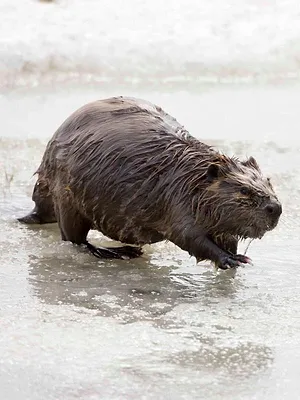 Böhmen - Land der hundert Teiche