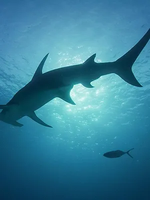 Requins et volcans, forces de la nature