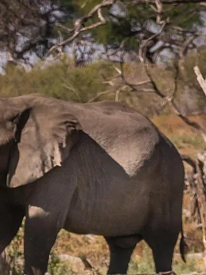 Une famille dans la brousse