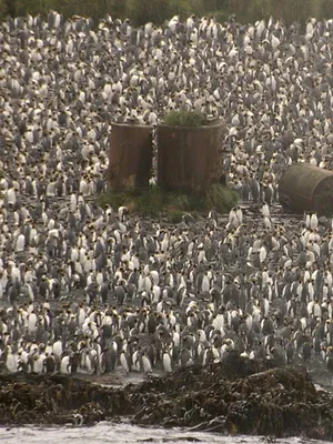 Antarctique : Métamorphoses