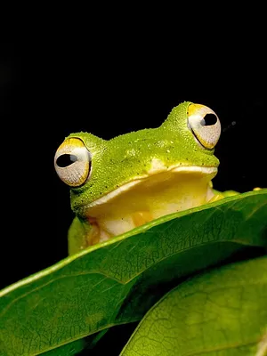 Inde : Le monde merveilleux des grenouilles