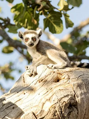 Wild Madagascar