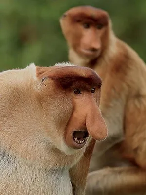 Silly Animals