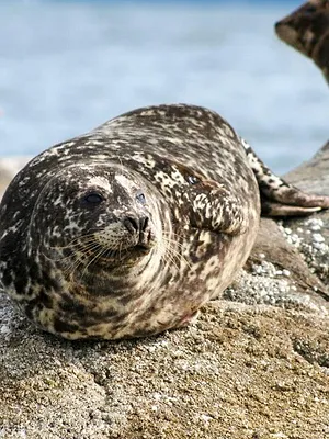 Vétérinaires de l'Arctique