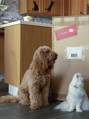 Waffle, le chien waouh S2 E27