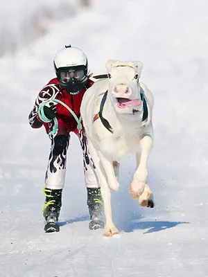 Finlande : l'hiver dans le Grand Nord