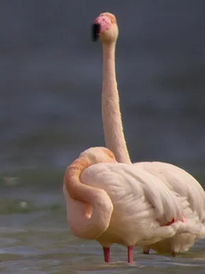 Africa Earth's Wild Home