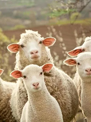 Smart Farming - Die Digitalisierung der Landwirtschaft