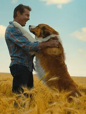 Mes Autres Vies de Chien