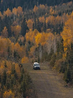 Là où mes chiens m'amènent