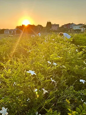 Fleurs à parfum, retour en Grasse