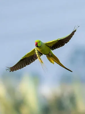 Les perroquets, ces nouveaux envahisseurs