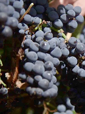 Des vignes et des hommes