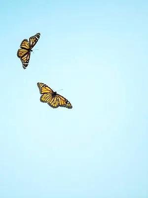 Règne animal, les jeux de l'amour