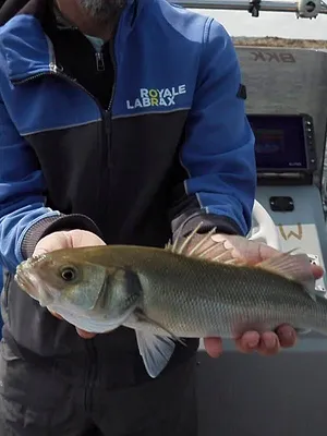 Pêches du bar dans les Côtes d'Armor