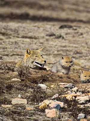 La grande famille des chiens