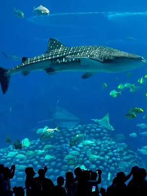 Animaux & Cie : une seconde chance