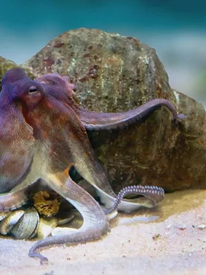 Les trésors de l'océan