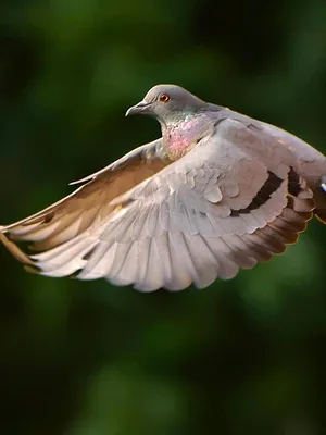 Tous fous du calibre 20