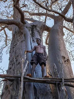 MAMODY le dernier creuseur de baobabs