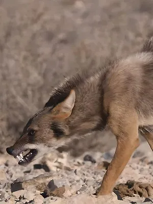 Sur la piste des chiens sauvages d'Afrique