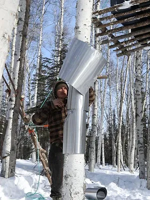 Alaska : nouvelle vie