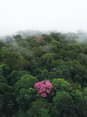 Vu du ciel