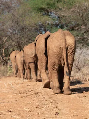 Bébés éléphants, l'espoir de Reteti
